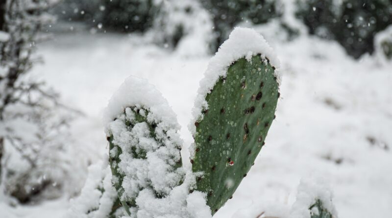 green plant covered with snow