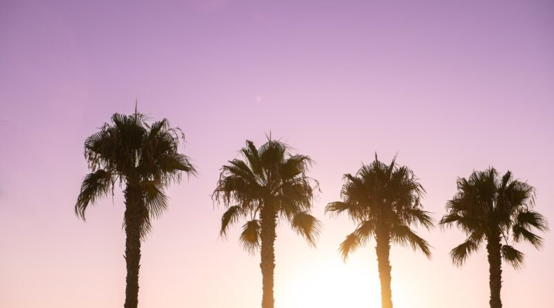 a group of palm trees in front of a purple sky